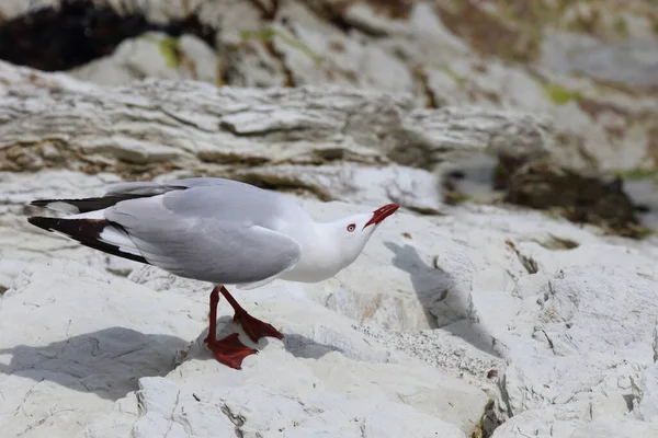 Rotschnabelmoewe / Kırmızı gagalı martı / Larus scopulinus