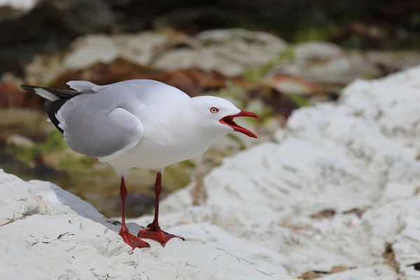 Rotschnabelmoewe Meeuw Met Rode Snavel Larus Scopulinus — Stockfoto