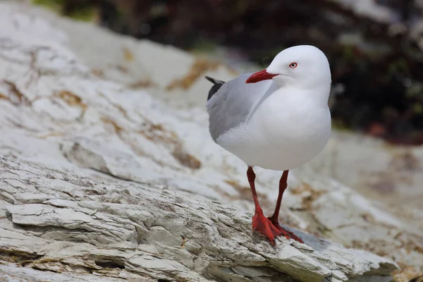 Rotschnabelmoewe Goéland Bec Rouge Larus Scopulinus — Photo