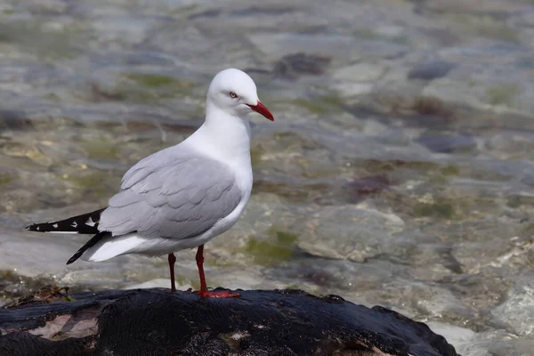 Rotschnabelmoewe / Kırmızı gagalı martı / Larus scopulinus