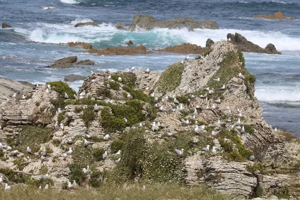 Rotschnabelmoewe Rödnäbbad Mås Larus Scopulinus — Stockfoto