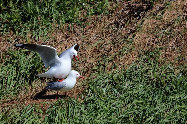 Rotschnabelmoewe Gaviota Pico Rojo Larus Scopulinus — Foto de Stock