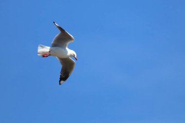 Rotschnabelmoewe / Kırmızı gagalı martı / Larus scopulinus