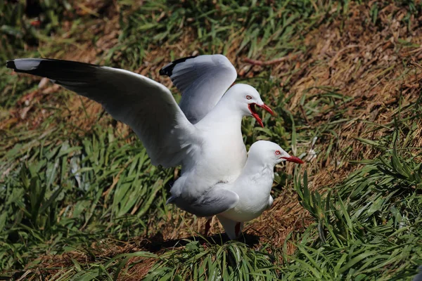 Rotschnabelmoewe Gaivota Bico Vermelho Larus Scopulinus — Fotografia de Stock