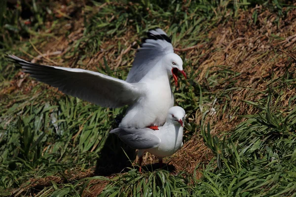 Rotschnabelmoewe Gaivota Bico Vermelho Larus Scopulinus — Fotografia de Stock