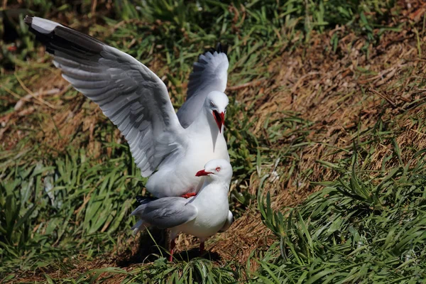 Rotschnabelmoewe Gaivota Bico Vermelho Larus Scopulinus — Fotografia de Stock