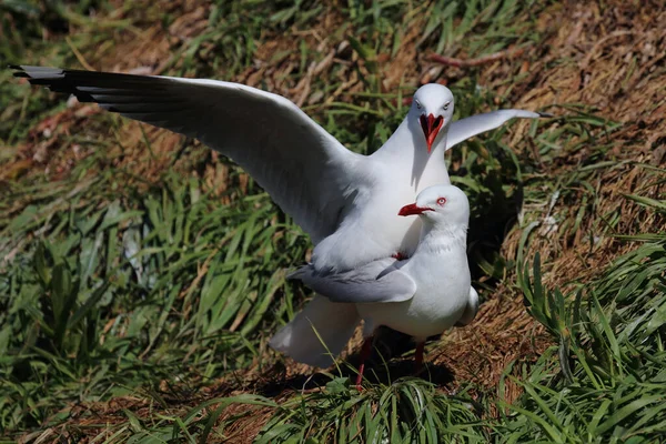 Rotschnabelmoewe Meeuw Met Rode Snavel Larus Scopulinus — Stockfoto