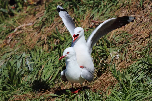 Rotschnabelmoewe Gaivota Bico Vermelho Larus Scopulinus — Fotografia de Stock