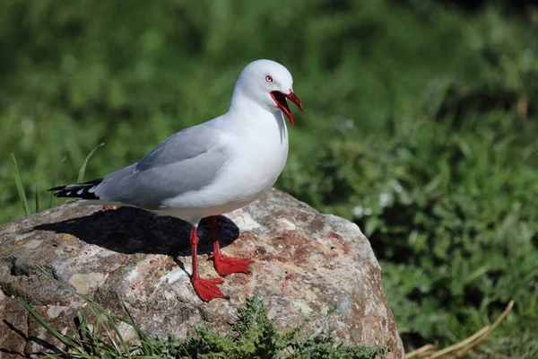 Rotschnabelmoewe Racek Červený Larus Scopulinus — Stock fotografie