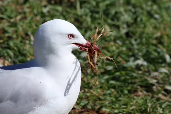 Rotschnabelmoewe Gaviota Pico Rojo Larus Scopulinus —  Fotos de Stock