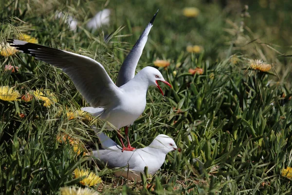 Rotschnabelmoewe Meeuw Met Rode Snavel Larus Scopulinus — Stockfoto