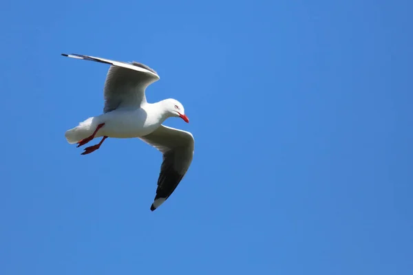 Rotschnabelmoewe Meeuw Met Rode Snavel Larus Scopulinus — Stockfoto