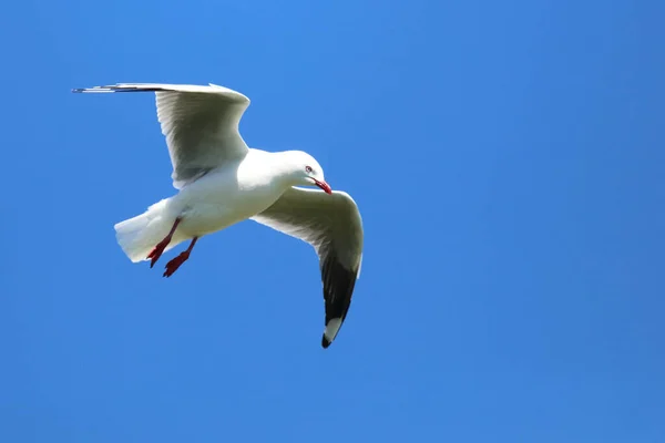 Rotschnabelmoewe Meeuw Met Rode Snavel Larus Scopulinus — Stockfoto