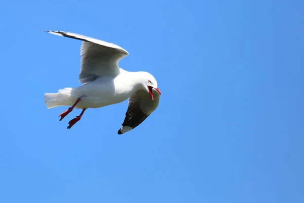 Rotschnabelmoewe Meeuw Met Rode Snavel Larus Scopulinus — Stockfoto