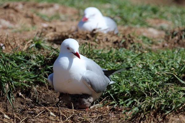 Rotschnabelmoewe Red Billed Gull Larus Scopulinus — 图库照片