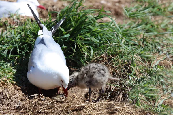 Rotschnabelmoewe Red Billed Gull Larus Scopulinus — 图库照片