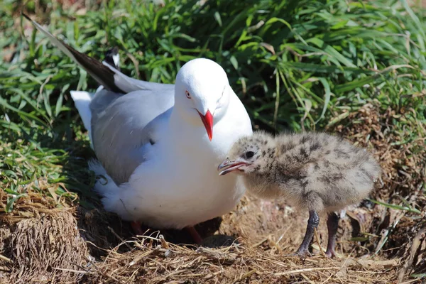 Rotschnabelmoewe Rödnäbbad Mås Larus Scopulinus — Stockfoto