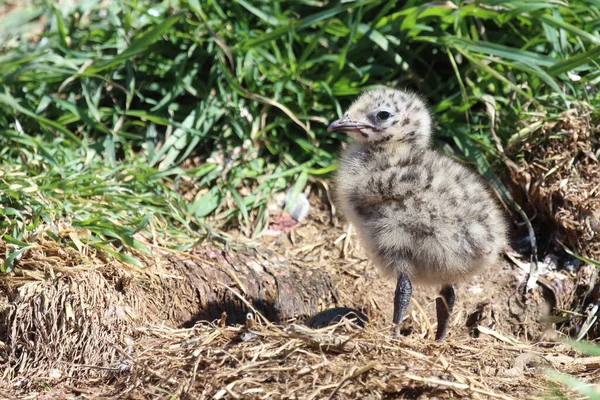 Rotschnabelmoewe Rödnäbbad Mås Larus Scopulinus — Stockfoto