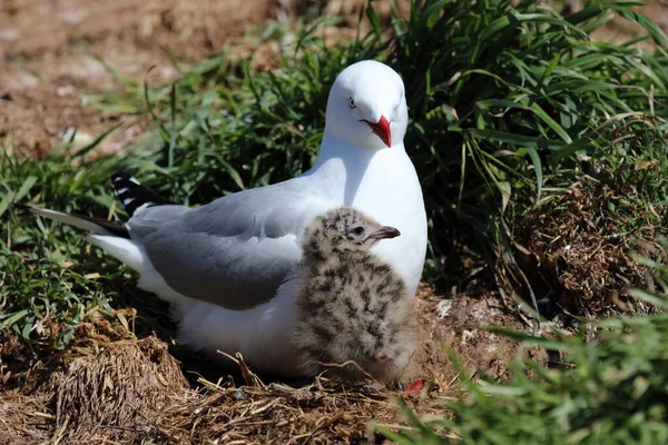 Rotschnabelmoewe Racek Červený Larus Scopulinus — Stock fotografie