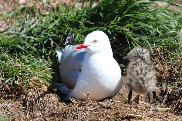 Rotschnabelmoewe Red Billed Gull Larus Scopulinus — 图库照片
