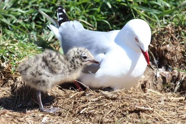 Rotschnabelmoewe Red Billed Gull Larus Scopulinus — 스톡 사진