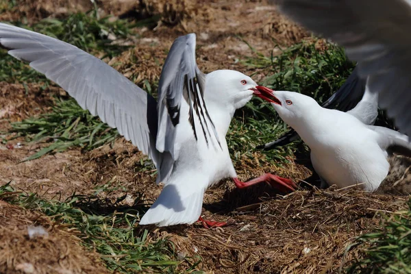 Rotschnabelmoewe Red Billed Gull Larus Scopulinus — Stock Photo, Image