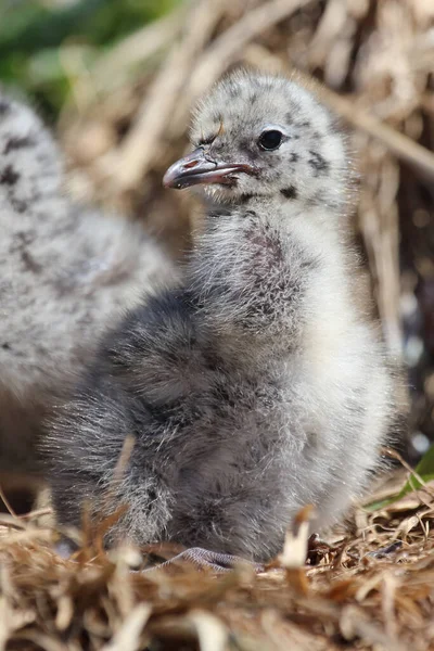 Mewa Czerwonodzioba Larus Scopulinus — Zdjęcie stockowe