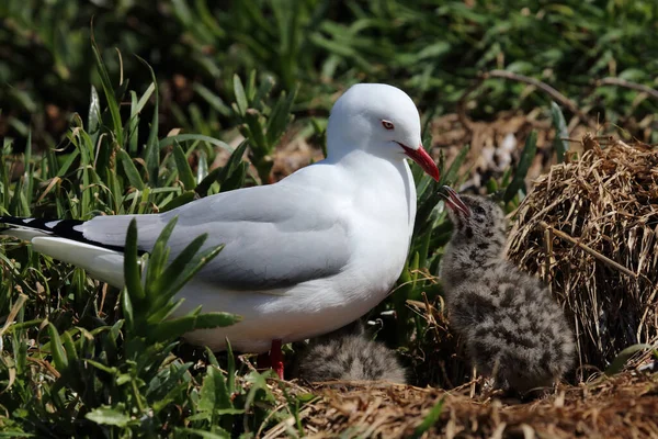 Rotschnabelmoewe Gaviota Pico Rojo Larus Scopulinus — Foto de Stock