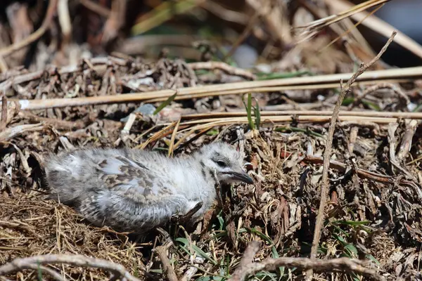 Rotschnabelmoewe Rödnäbbad Mås Larus Scopulinus — Stockfoto