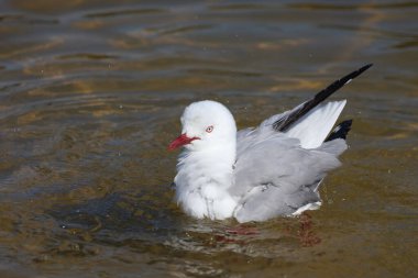 Rotschnabelmoewe / Kırmızı gagalı martı / Larus scopulinus