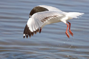 Rotschnabelmoewe / Kırmızı gagalı martı / Larus scopulinus