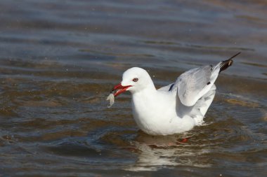 Rotschnabelmoewe / Kırmızı gagalı martı / Larus scopulinus