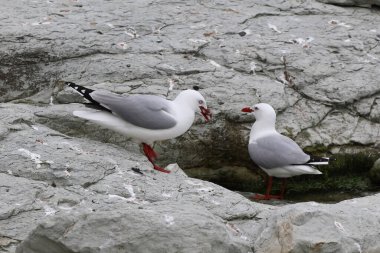 Rotschnabelmoewe / Kırmızı gagalı martı / Larus scopulinus