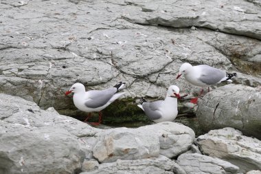 Rotschnabelmoewe / Kırmızı gagalı martı / Larus scopulinus
