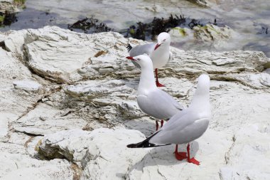 Rotschnabelmoewe / Kırmızı gagalı martı / Larus scopulinus
