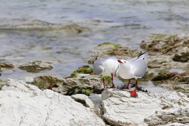 Rotschnabelmoewe / Kırmızı gagalı martı / Larus scopulinus