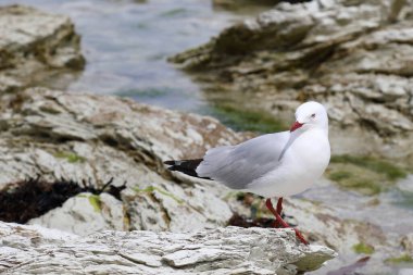 Rotschnabelmoewe / Kırmızı gagalı martı / Larus scopulinus