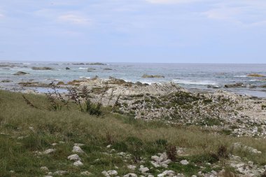 Rotschnabelmoewe / Kırmızı gagalı martı / Larus scopulinus