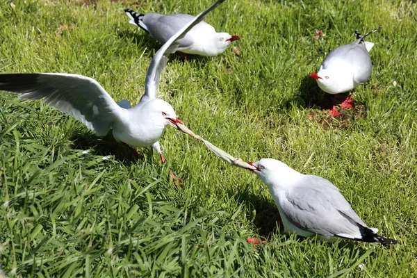 Rotschnabelmoewe Red Billed Gull Larus Scopulinus — 스톡 사진