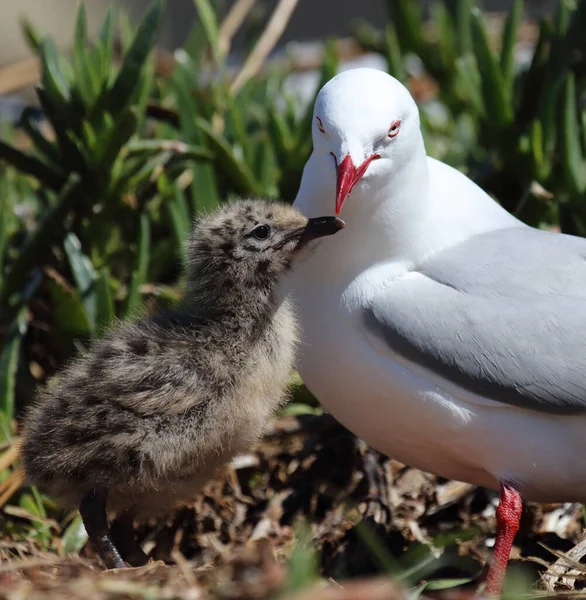 Rotschnabelmoewe Racek Červený Larus Scopulinus — Stock fotografie