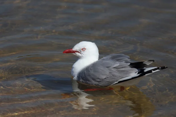 Rotschnabelmoewe Gaivota Bico Vermelho Larus Scopulinus — Fotografia de Stock