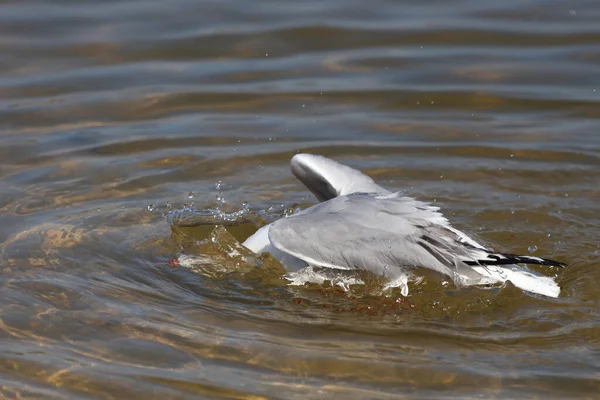 Rotschnabelmoewe Gaviota Pico Rojo Larus Scopulinus — Foto de Stock