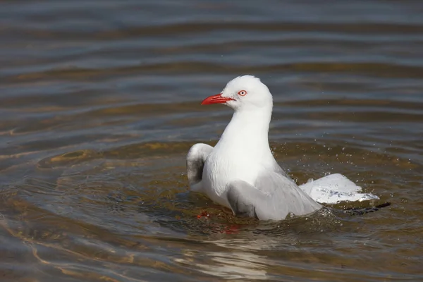 Rotschnabelmoewe Red Billed Gull Larus Scopulinus — ストック写真