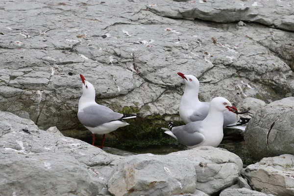 Rotschnabelmoewe Rödnäbbad Mås Larus Scopulinus — Stockfoto