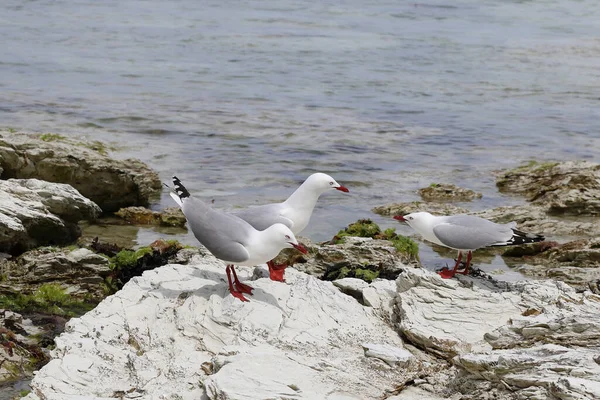 Rotschnabelmoewe Rödnäbbad Mås Larus Scopulinus — Stockfoto