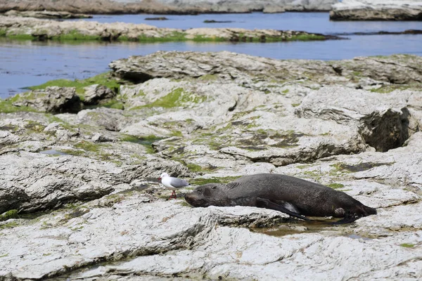 Rotschnabelmoewe Und Neuseelndischer Seebaer Roodsnavelmeeuw Nieuw Zeelandse Pelsrobber Larus Scopulinus — Stockfoto