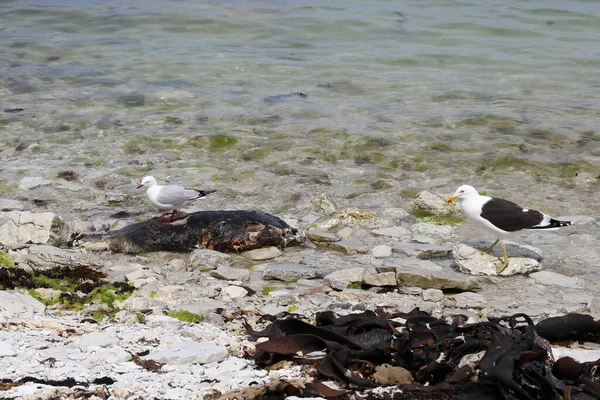 Rotschnabelmoewe Und Dominikanermoewe Red Billed Southern Black Backed Gull Larus — 스톡 사진