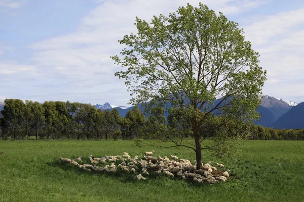 Schaf Neuseeland Sheep Nouvelle Zélande Ovi — Photo