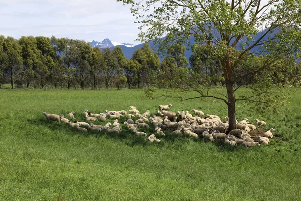 Schaf Neuseeland Sheep Nova Zelândia Ovi — Fotografia de Stock