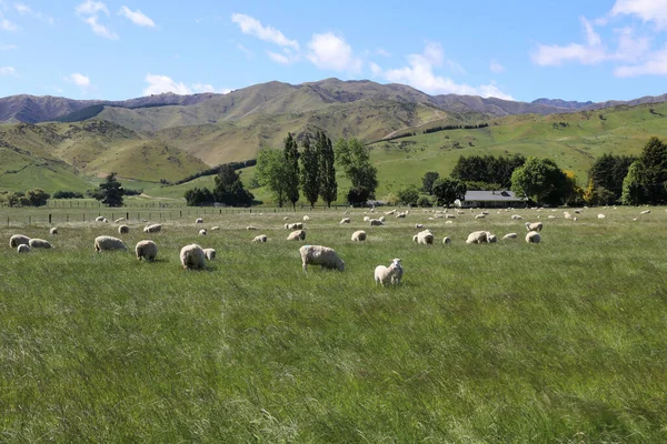 Schaf Neuseeland Sheep New Zealand Ovi — 스톡 사진